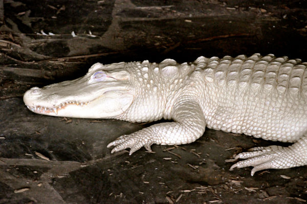 Alligator Albino