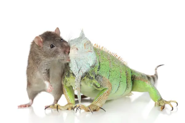 what lizards eat feeder mice