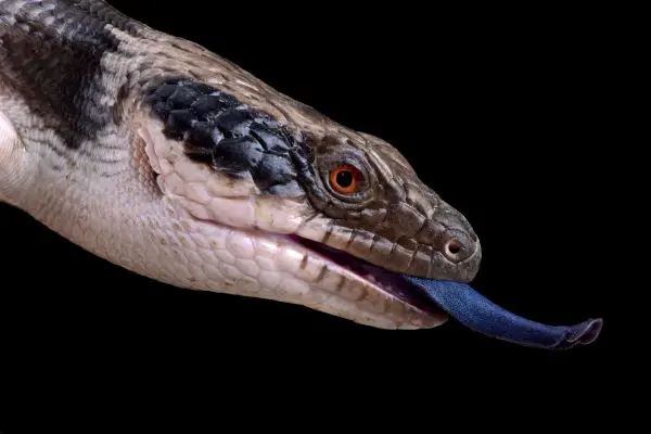 what is a blue tongued skink