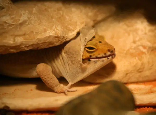 what water is best for shedding-leopard geckos