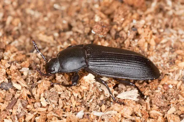 Mealworm beetle (Tenebrio opacus)