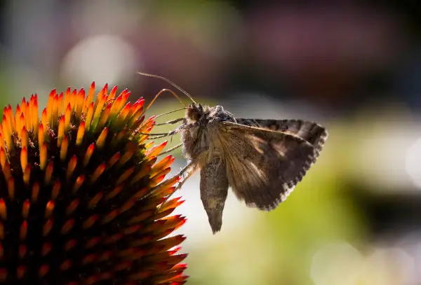 Moth on a Coneflower