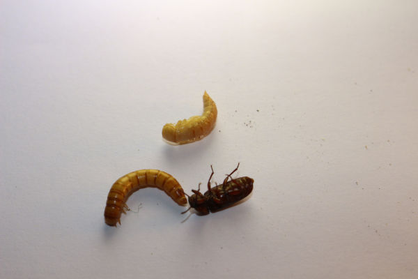 Mealworm Pupa, Larvae & Adult Darkling Beetle