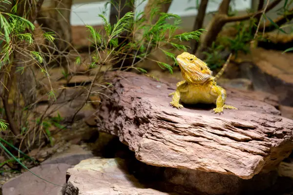 yellow bearded dragon on a stone