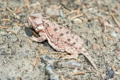 What do pygmy short-horned lizards eat?
