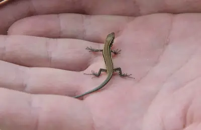 what do baby lizards eat