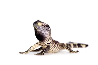 are monitor lizard dangerous - Black Throat Monitor Lizard