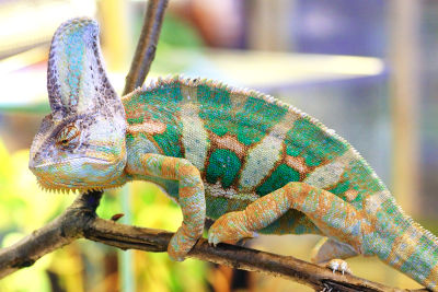 piebald chameleon
