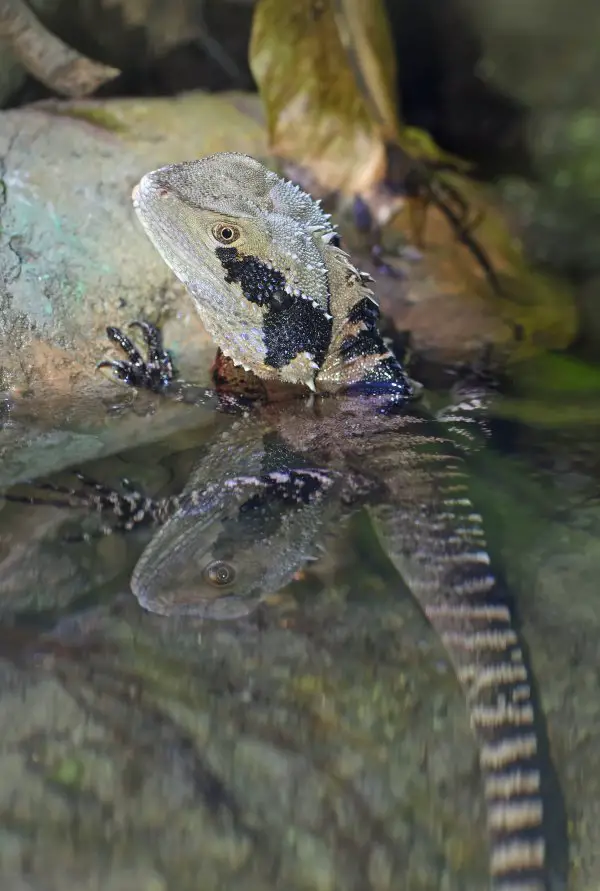 A lizard partially submerged in water.