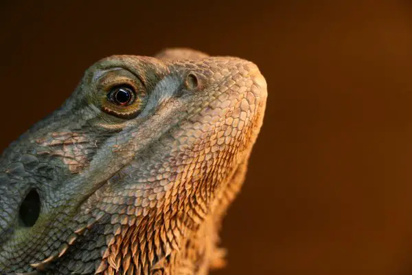 A brownish bearded dragon lizard staring.