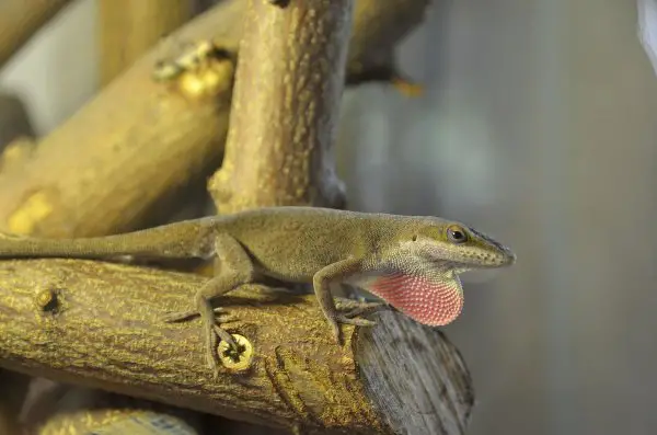 A brown male anole displaying it's pink dewlap.