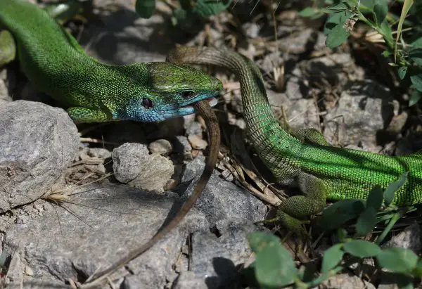 Two green lizards fighting with one biting the others tail.