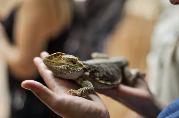 A brown bearded dragon on a persons hand.