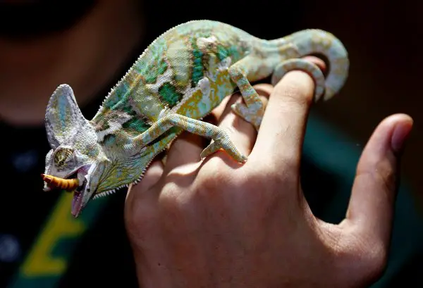 A green and gray chameleon on a persons hand eating a brown insect.