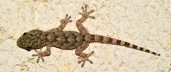 A brown and gray lizard walking on a wall.