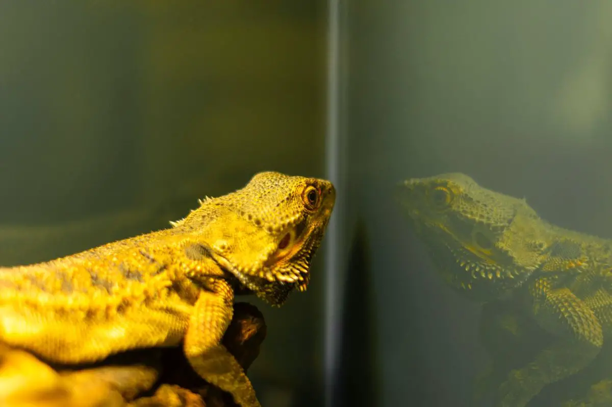 A close-up of a lizard in a tank with its reflection showing.