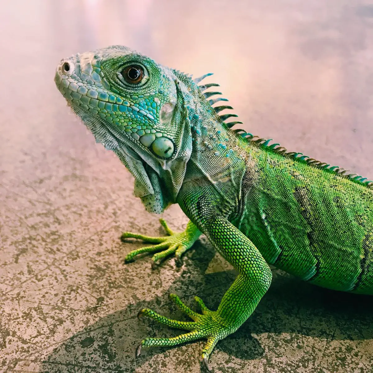 Green Iguana Lizard.